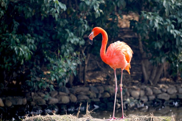 The Benefits of Small Animal Figurines in Your Garden