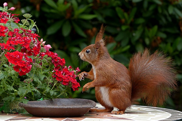 Bring Your Garden to Life with Charming Small Animal Figurines