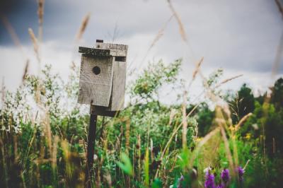 The Ethics of Birdhouse Design: Balancing Functionality and Aesthetics