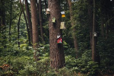Crafting Your Own Sanctuary: The Time-Consuming Process of Building a Wooden Birdhouse